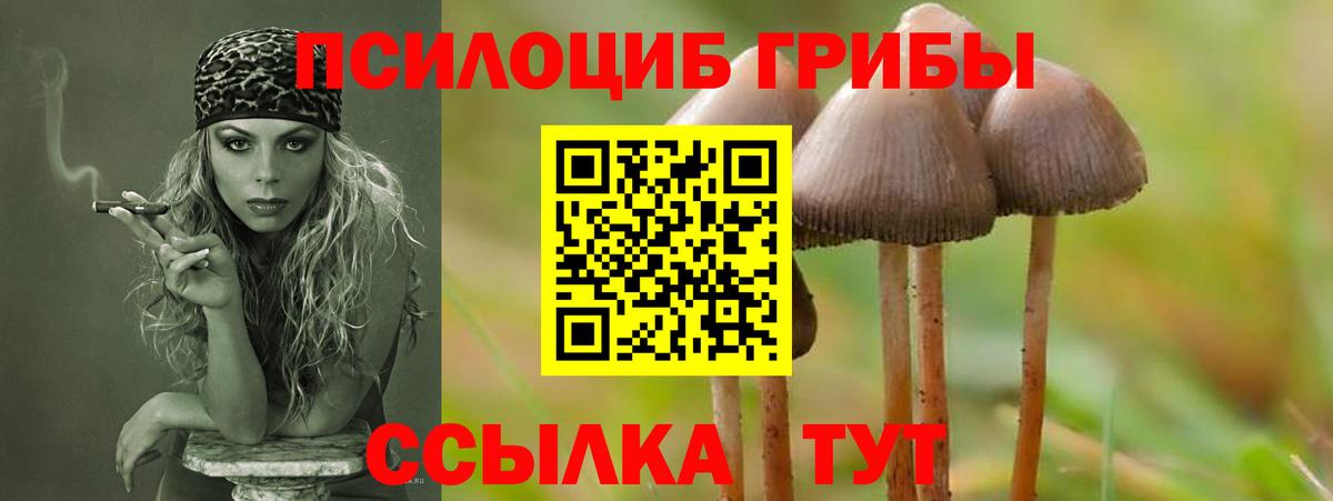 Псилоцибиновые грибы GOLDEN TEACHER  Вход с VPN  Псилоцибиновые грибы Psilocybine cubensis  Волхов 